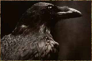 Corvus - First part of a schizophrenia personality