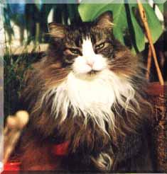 charlie the cat