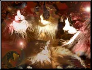 charlie the cat wallpaper