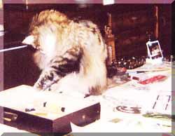 charlie the cat on work