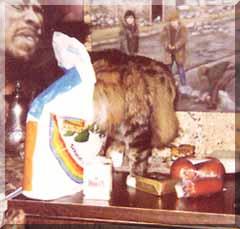 charlie the cat controlling bags