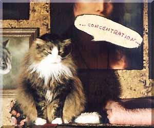 singing cat 1