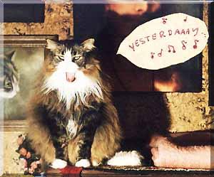 singing cat 2