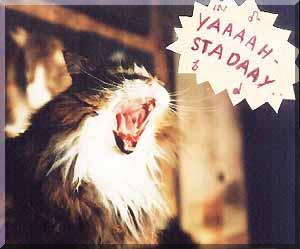 singing cat 6