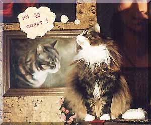 singing cat 7